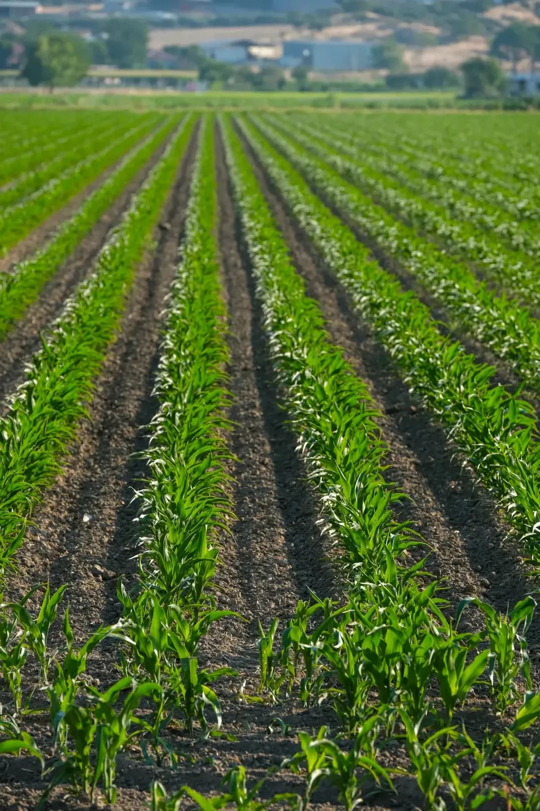 Campos de Levante 13