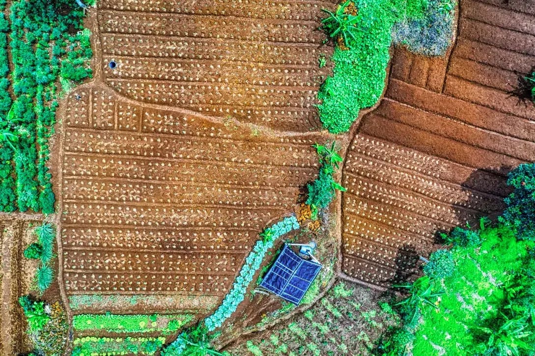 Campos de Levante 3