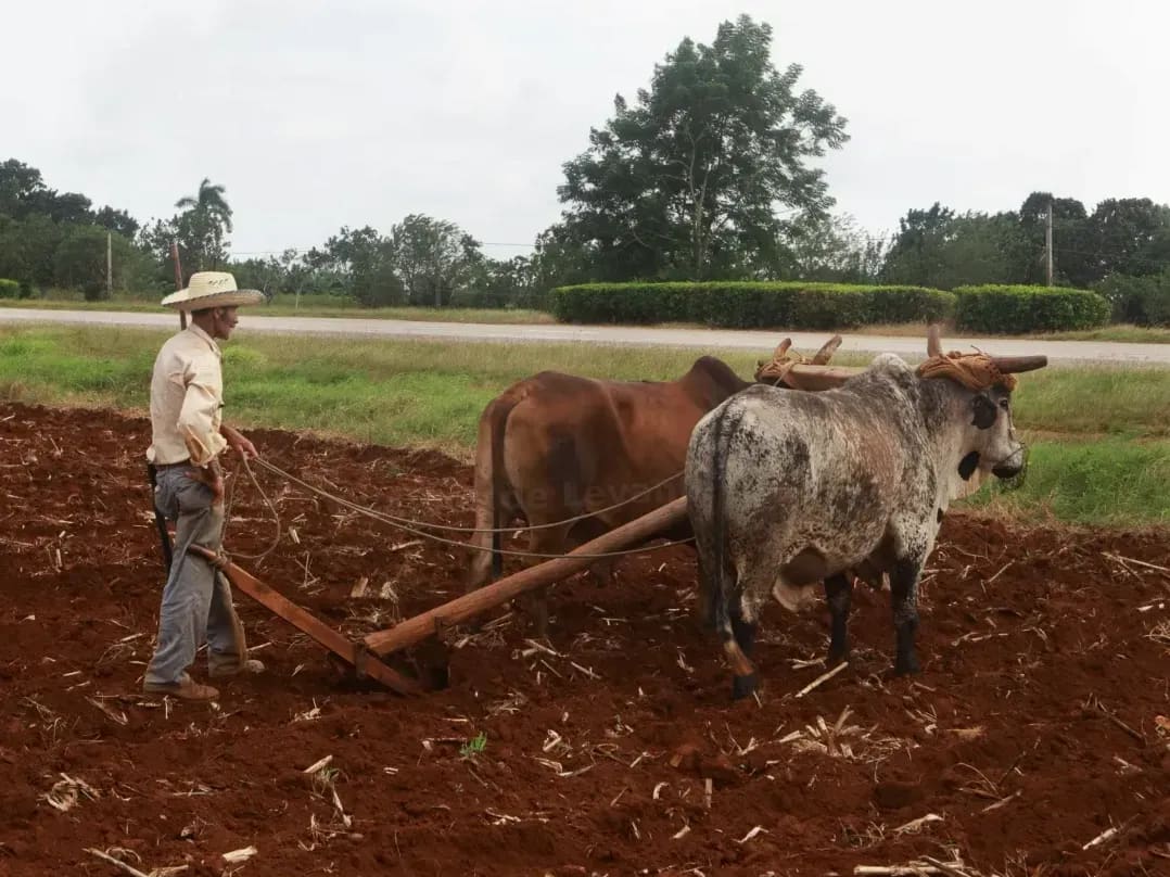 Campos de Levante 4