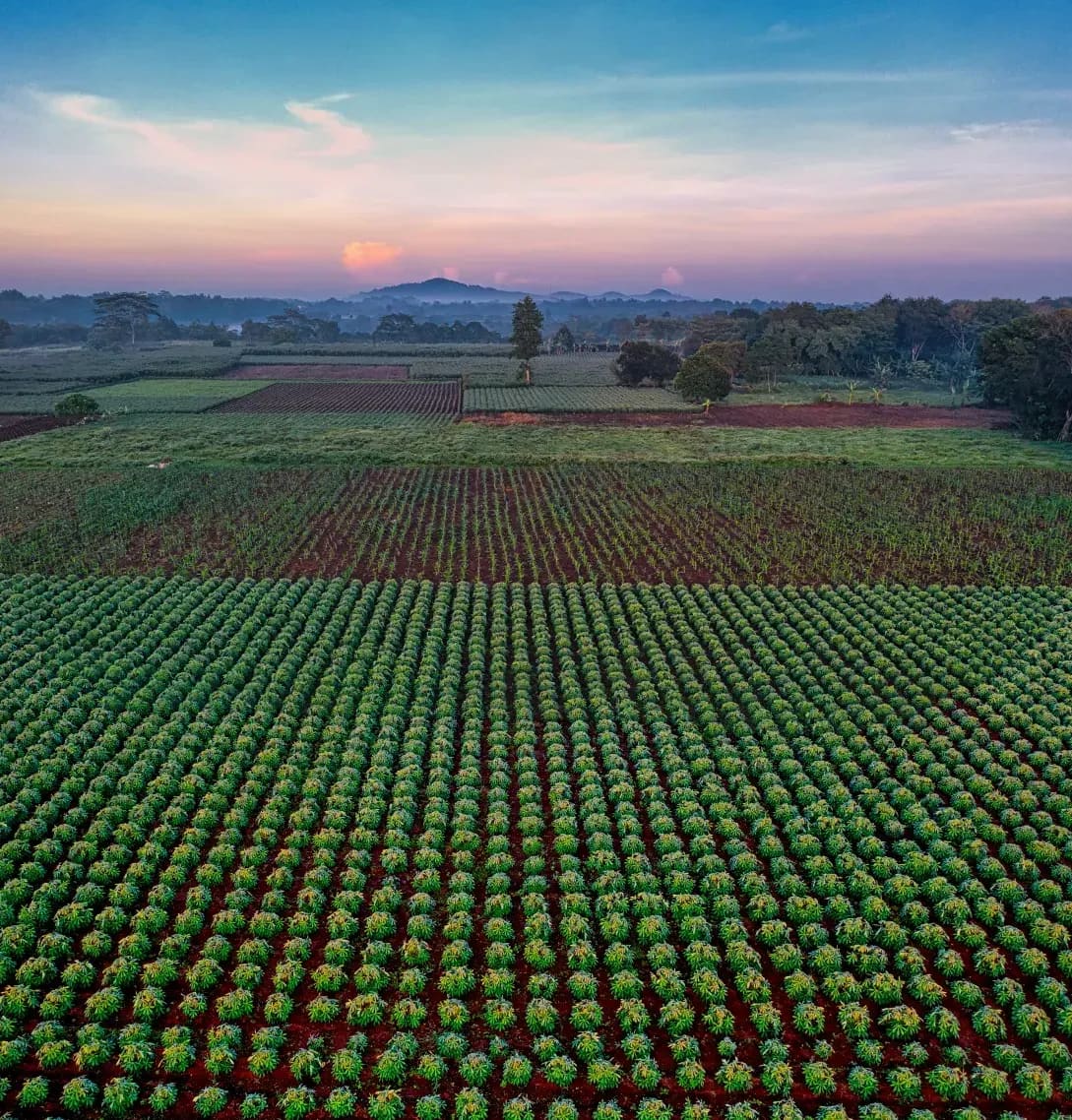 Campos de Levante 9