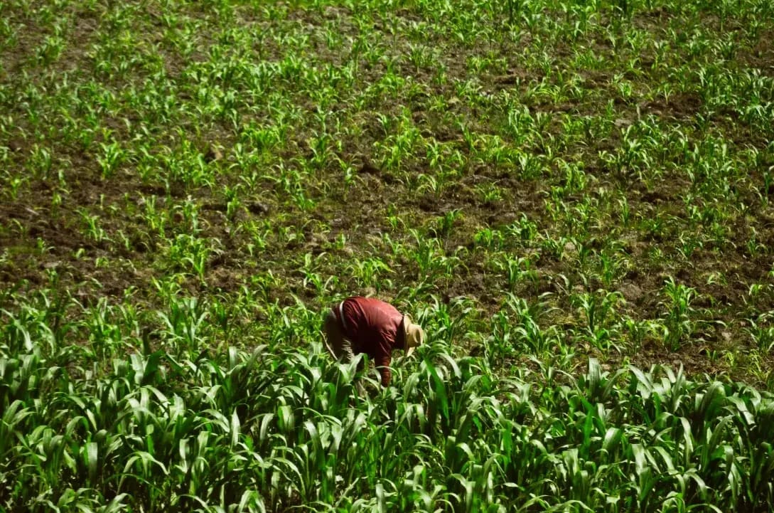 Suministro de insumos y apoyo técnico agronómico